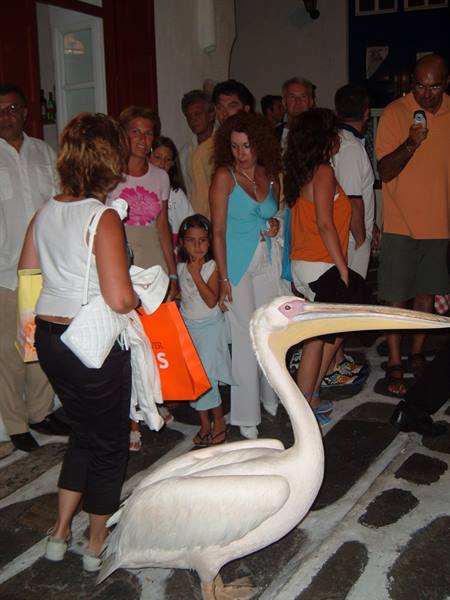 Tourists surrounding a large white pelican on Mykonos stone street