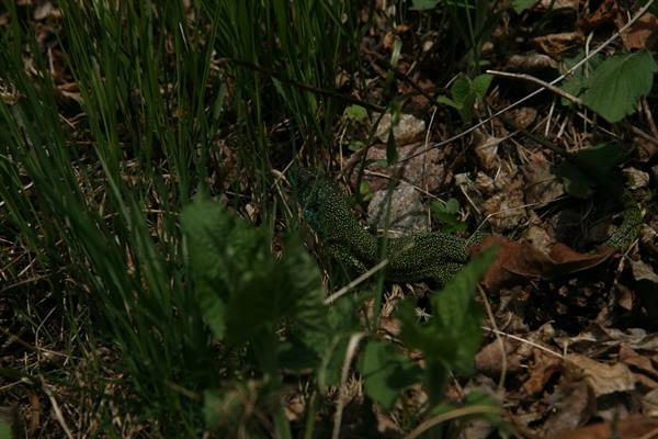 Green speckled lizard hiding among grass, dry leaves and stones