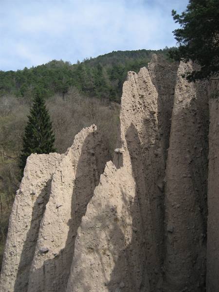 Earth pyramids at Ritten, dry clay spires among green fir trees