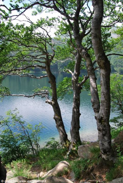 Beech trees above green lake water, morning light through branches