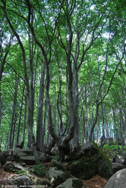 Beech forest with slender gray trunks and mossy boulders among roots, filtered green light