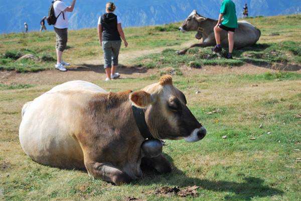 Cow with bell lying on grass, tourists and cows resting in alpine sun