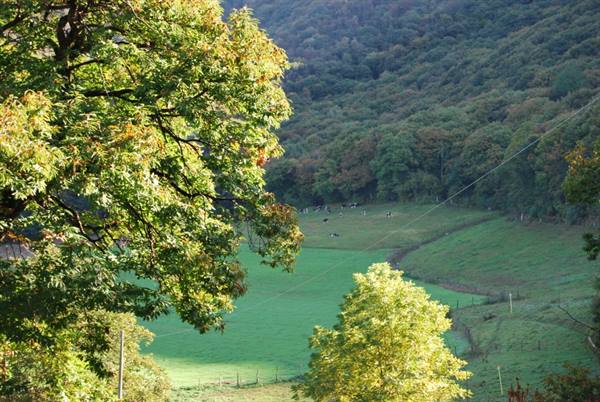 Cows grazing on green meadow surrounded by autumn woodland