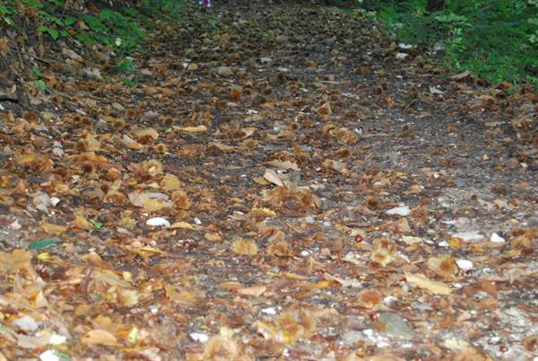 Dirt path covered with fallen chestnut burrs and dry leaves