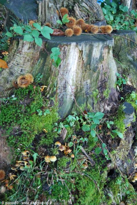 Moss-covered tree stump with chestnut burrs and small mushrooms