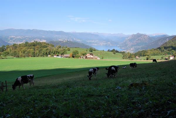 Cows grazing on green meadow, lake and mountains in the background, morning light