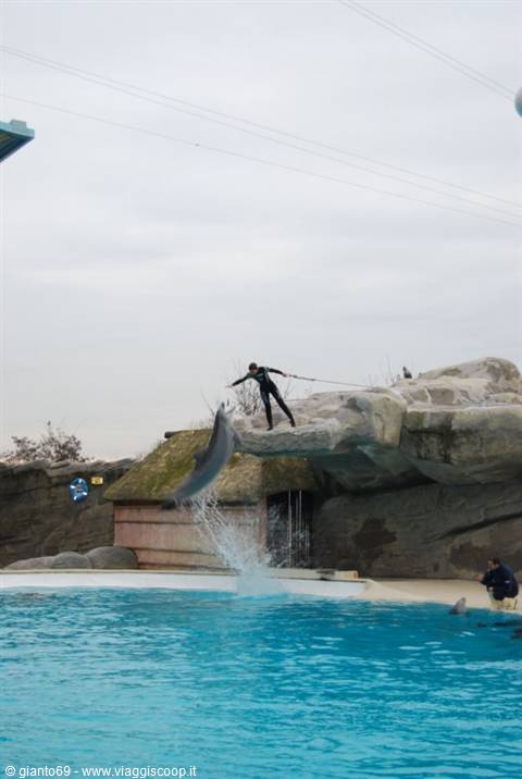 Dolphin leaps from the pool as trainer in black wetsuit stands on rock