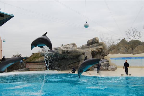 Dolphins leaping in the blue pool in front of trainers
