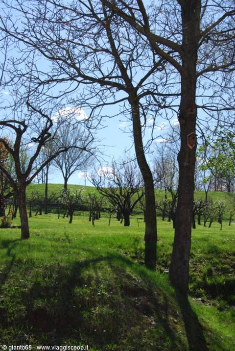 bare fruit trees in a green meadow, blue sky with white clouds