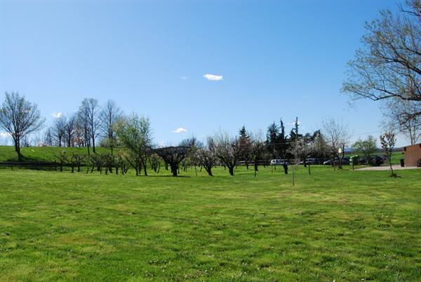 Green lawn with blossoming fruit trees under a blue sky
