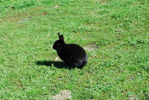Black rabbit sitting on green grass in the sun