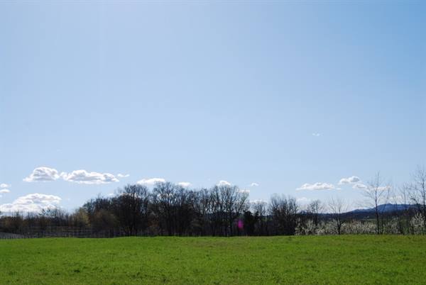 Green meadow with bare trees and blue sky with clouds