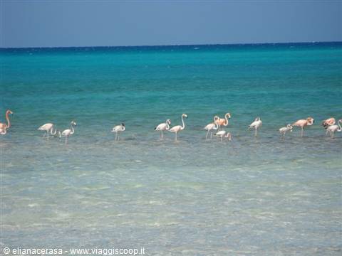Pink flamingos