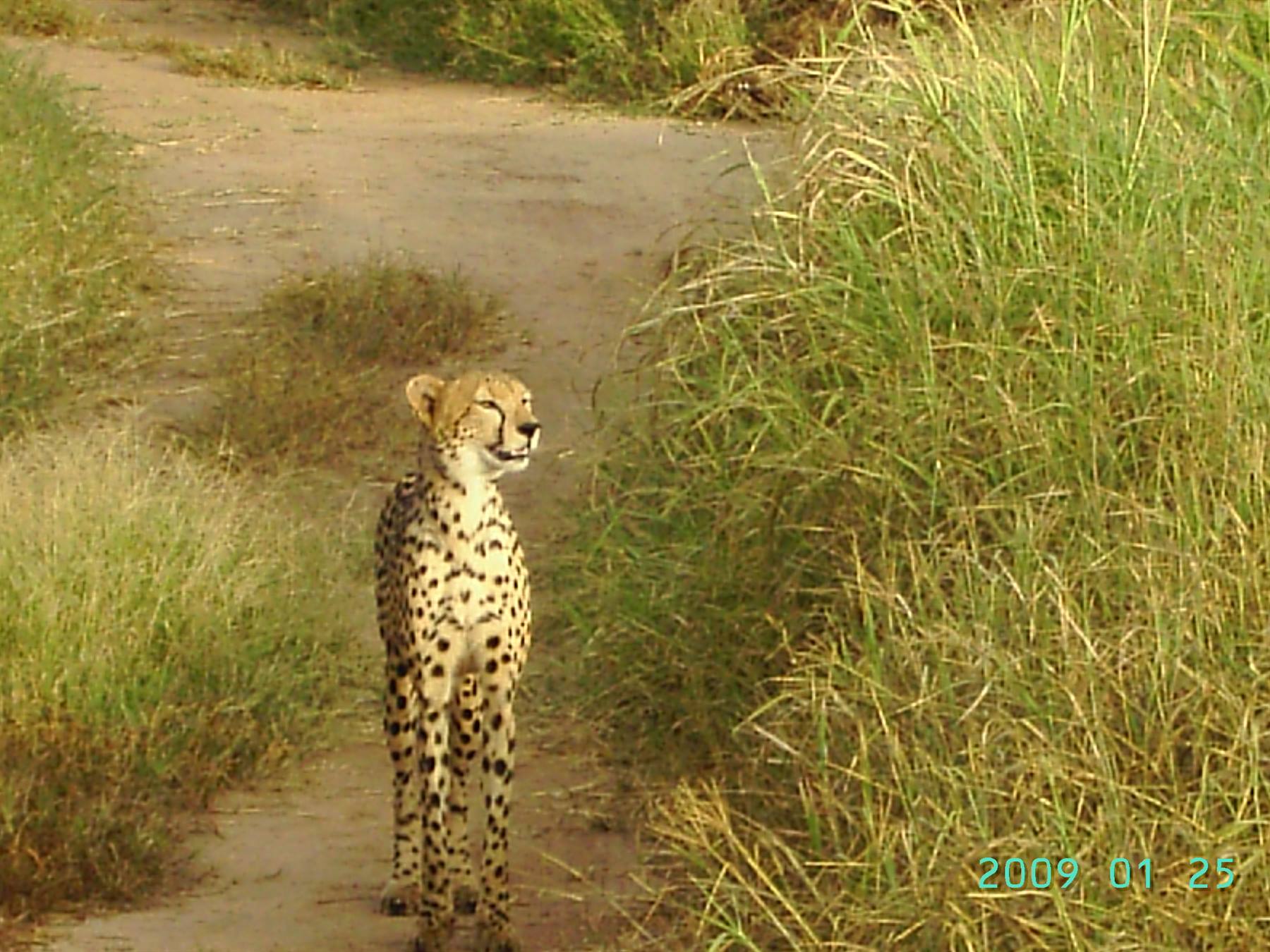 CHEETAH ON SAFARI WITH TONY MANERO