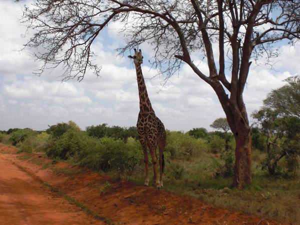 GIRAFFE