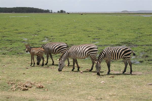 ZEBRAS