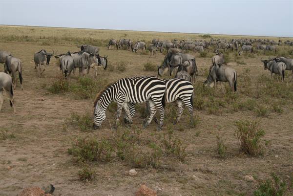 ZEBRAS AND WILDEBEEST