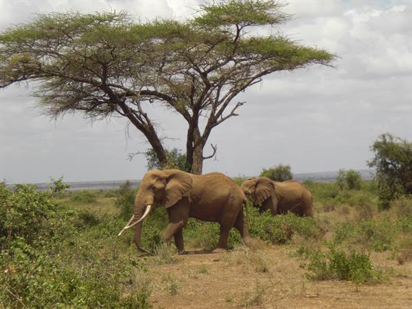 ELEPHANTS