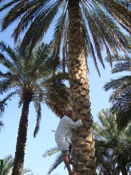 Man in white clinging to the rough trunk of a date palm