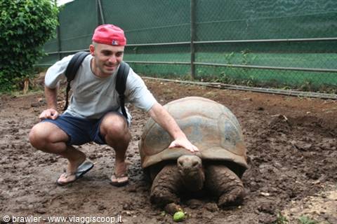 Crouching tourist petting a giant tortoise in the mud