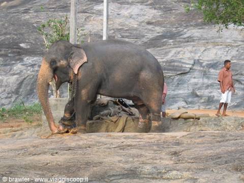 Chained elephant standing on granite rock with a mahout nearby