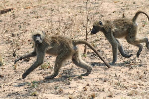 Two baboons walking across dry bare ground in daylight