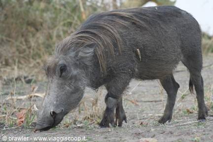 Warthog walks and roots in dry grass and bare ground