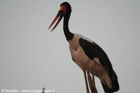 Saddle-billed stork with red and yellow bill against grey sky