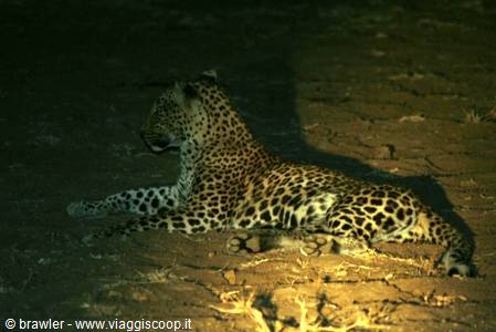 Leopard lying on dry ground, lit by night spotlights