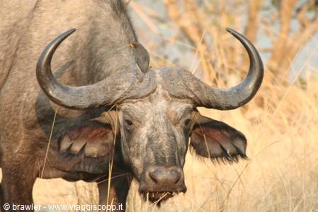 Buffalo with large curved horns standing amid dry golden savanna grass