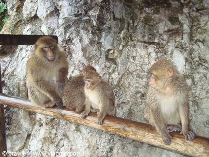 Barbary macaques sitting on a wooden rail against the rock, Gibraltar