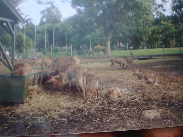 Deer eating hay from a green feeder in a tree-lined enclosure