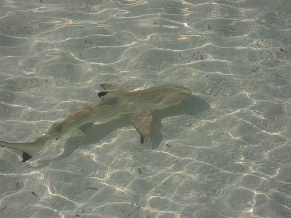 little shark