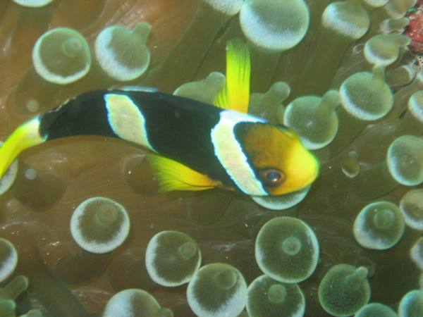 maldives clownfish