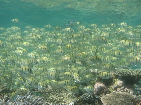 natural aquarium