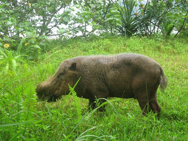 Bearded pig