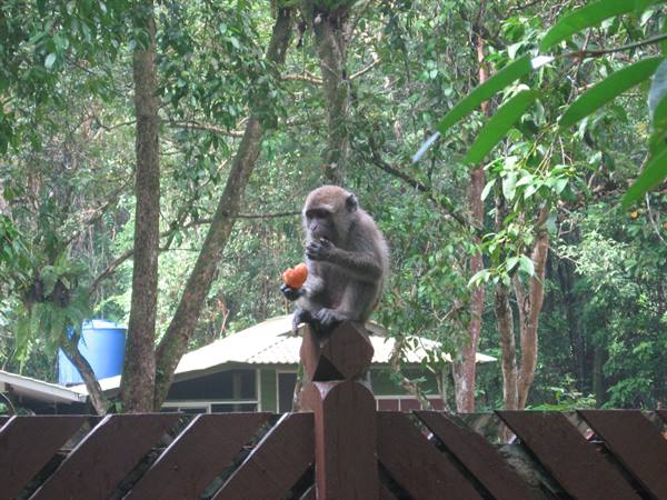 baby macaque