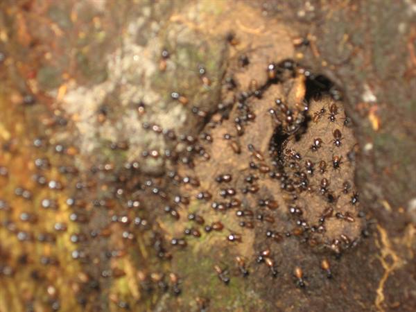 ants