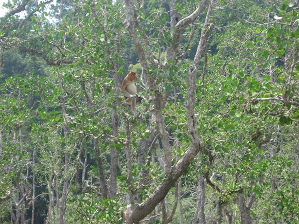 Proboscis monkey