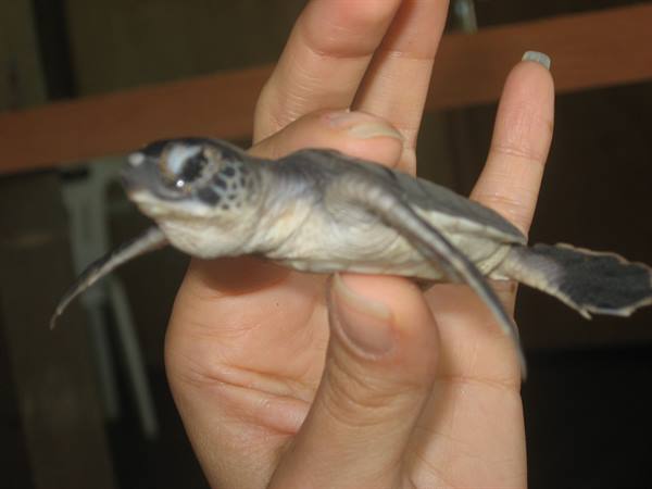 Newly hatched turtle