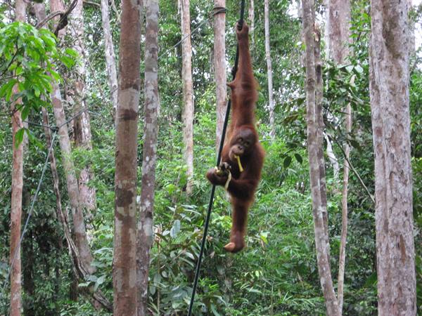 Orangutans