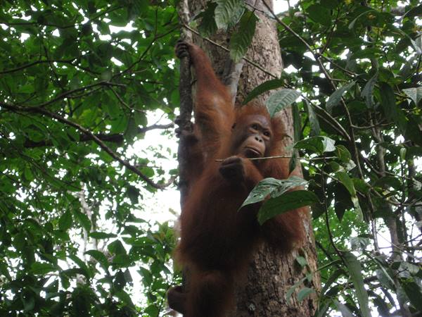 Orangutans