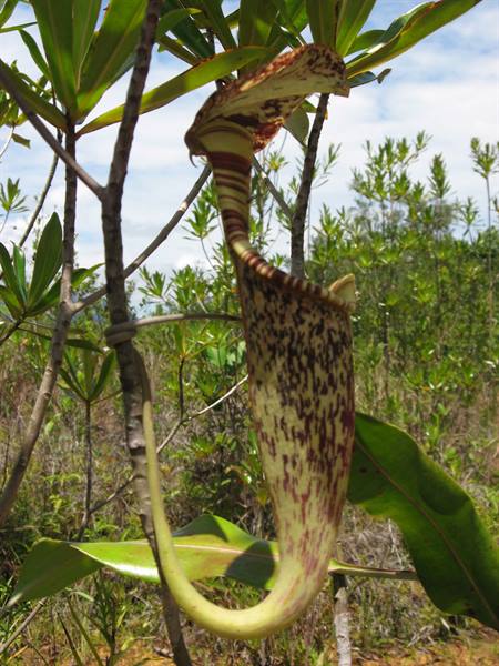 carnivorous plant