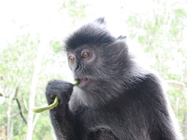 little monkey