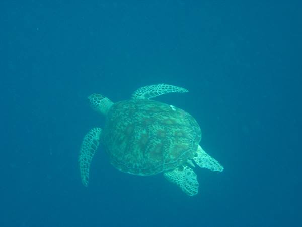 Turtle