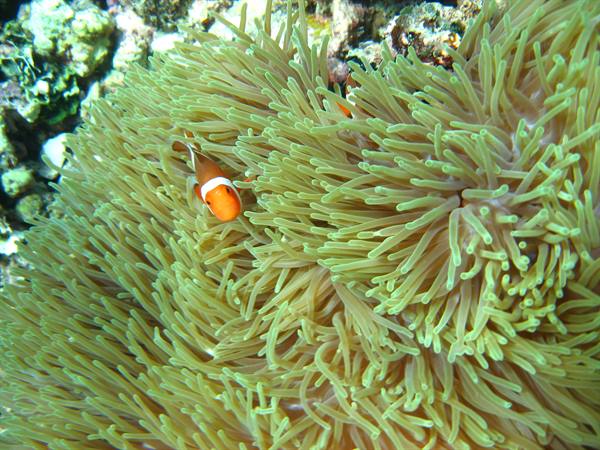 Clownfish