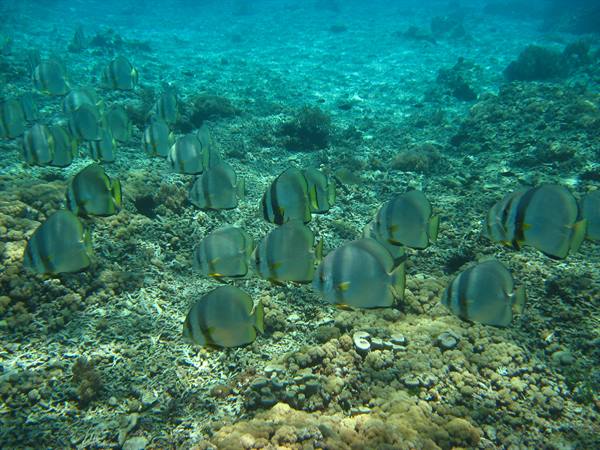 Bat Fishes