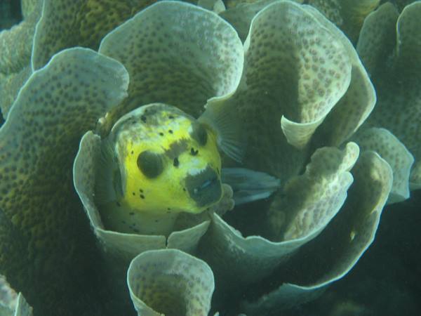 Pufferfish