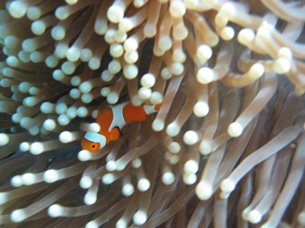 Nemo