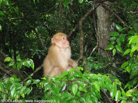 Light-furred macaque perched on green branches among lush leaves